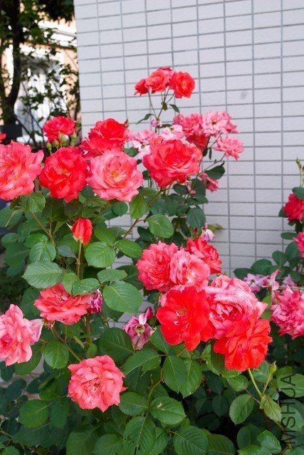 987.jpg