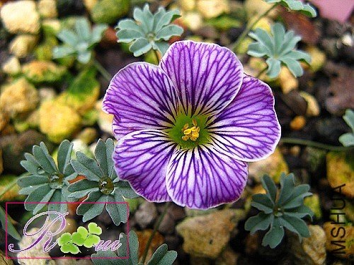 Oxalis enneaphylla Beatrice Anderson 2.jpg