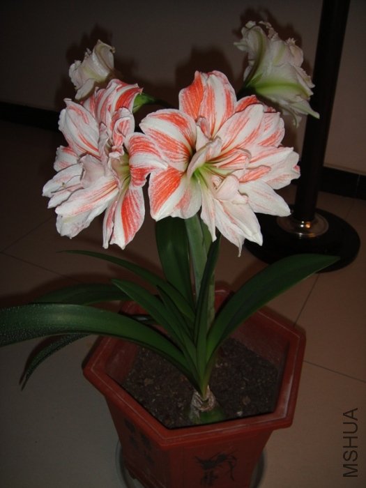 DSC00560.JPG