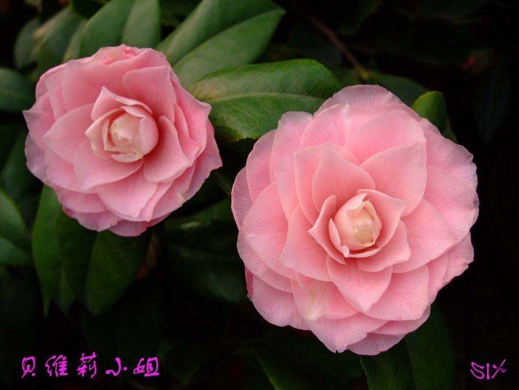 ��ά�� 10-3-20 (1).jpg