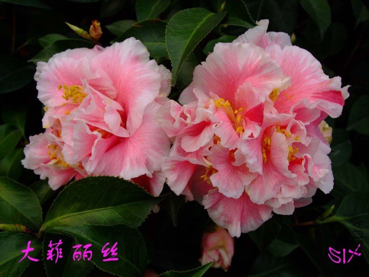 �����˿ 10-3-20 (1).jpg