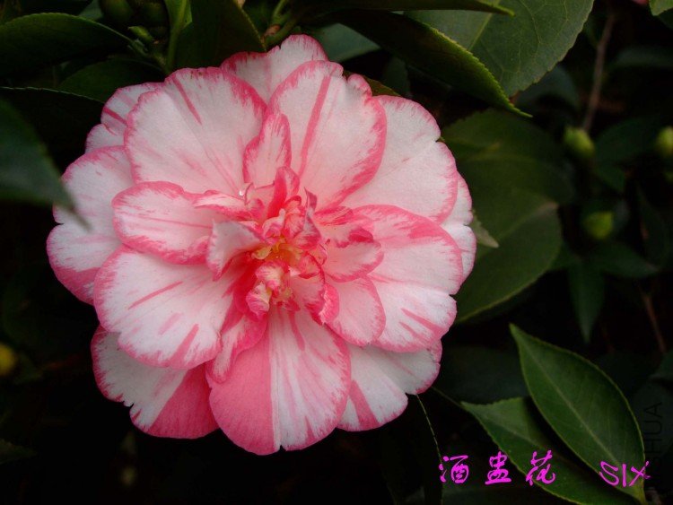 ���ѻ�10-3-20 (1).jpg