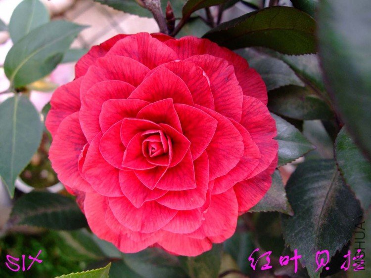 ����Ů-3-20 (1).jpg