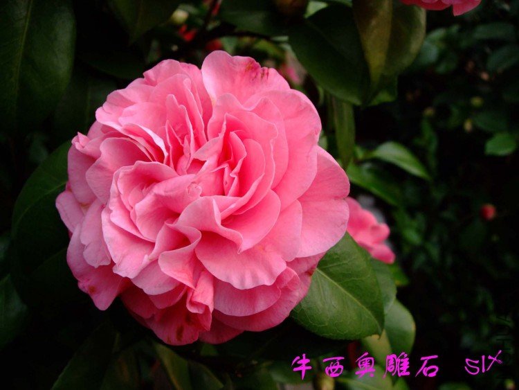 ţ��ʯ 10-3-20 (3).jpg