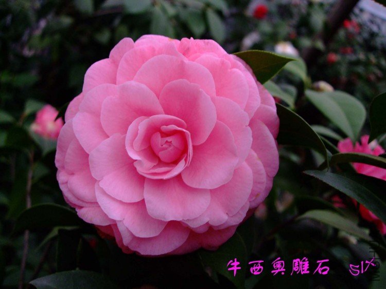 ţ��ʯ 10-3-20(1).jpg