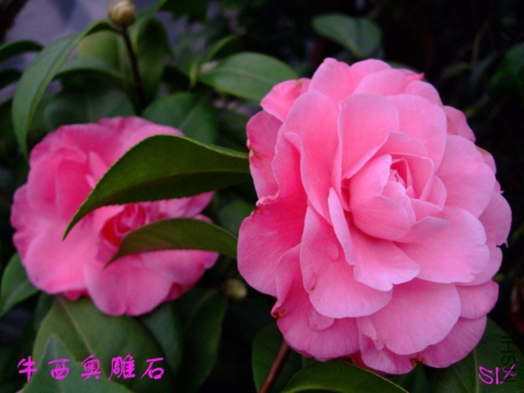 ţ��ʯ 10-3-20 (2).jpg