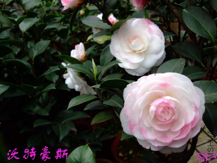 ���غ�˹ 10-3-20 (5).jpg