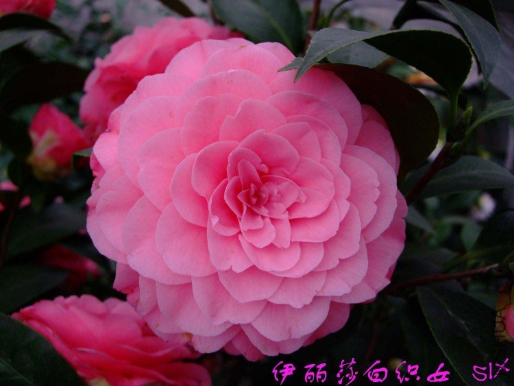 ����ɯ��֯Ů 10-3-20(1).jpg