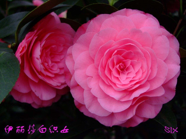 ����ɯ��֯Ů 10-3-20 (2).jpg