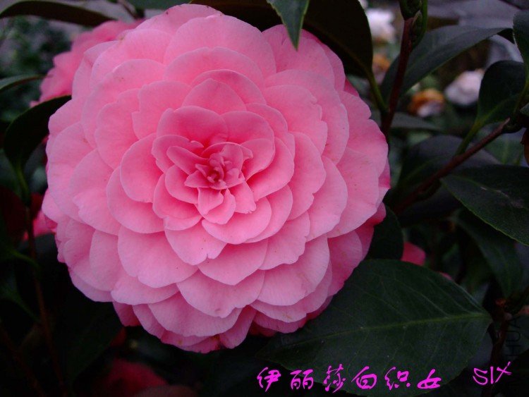 ����ɯ��֯Ů 10-3-20 (3).jpg