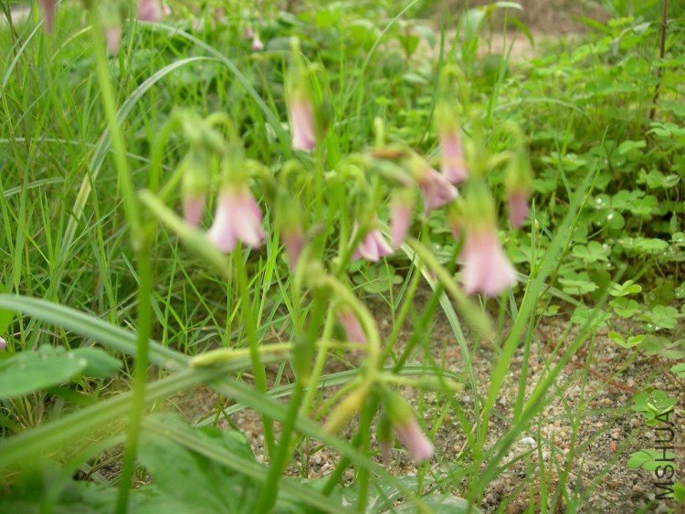 DSCN1185a.jpg