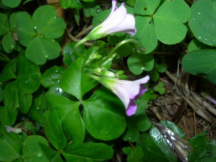 DSCN1215a.jpg