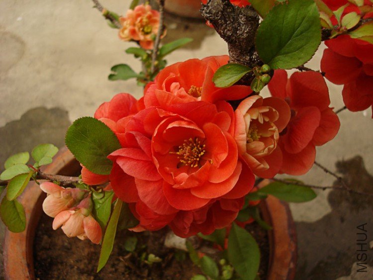 0-DSC03590.jpg