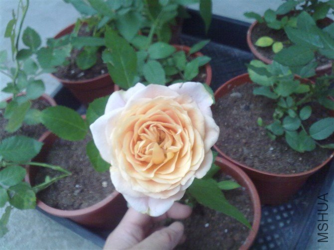 ���ܰ��˵İ�