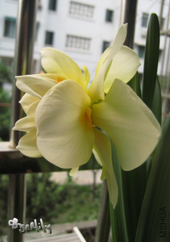 2010-03-20 ��ˮ��Ӣ��-��Ӱ-do.jpg