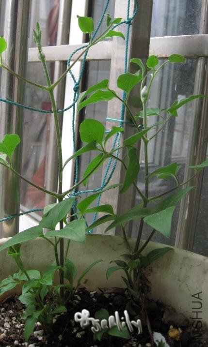 2010-03-20 ������-��������=do.jpg