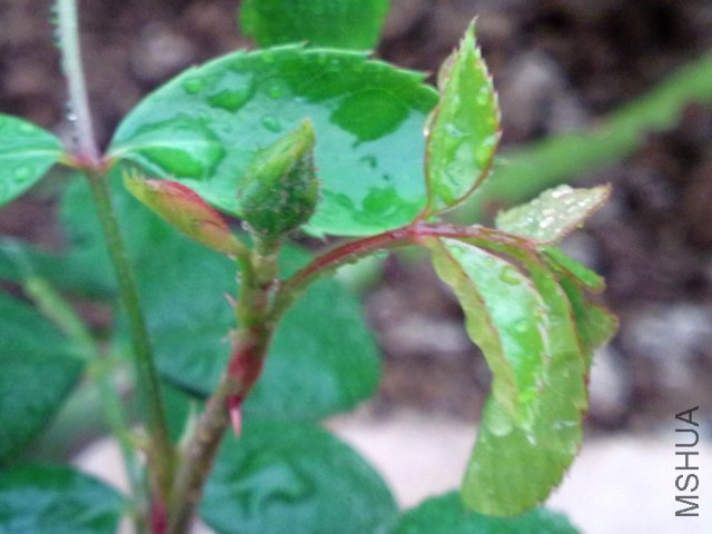 20100320690.jpg