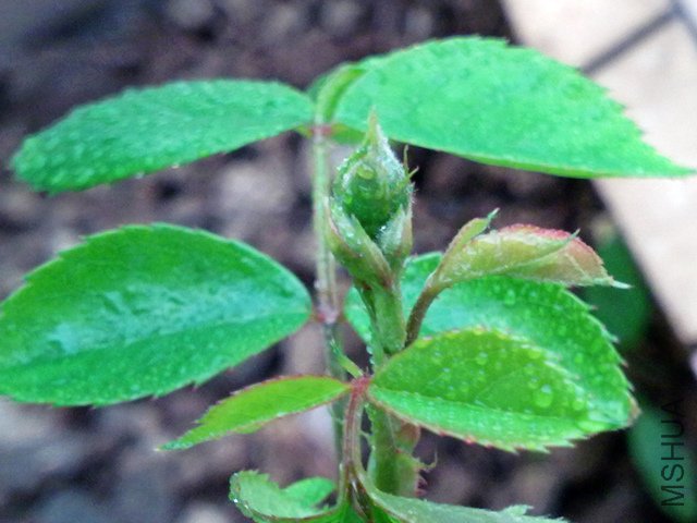20100320689.jpg
