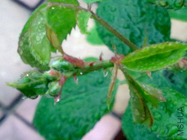 20100320687.jpg