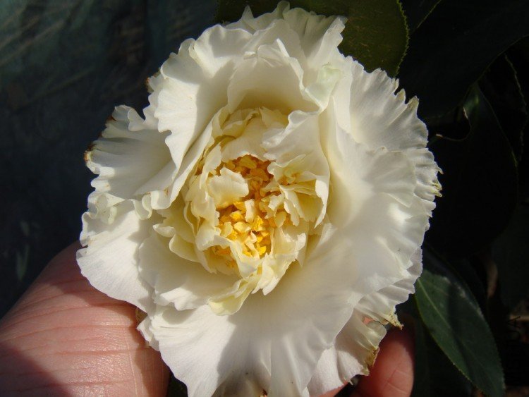 DSC00752xxx.jpg