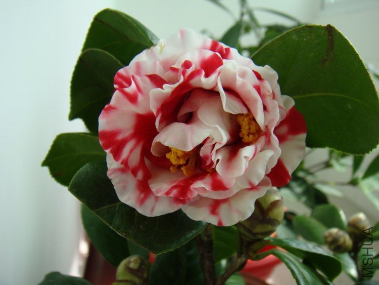 DSC00740xxxx.jpg