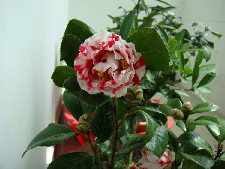 DSC00741xxxx.jpg