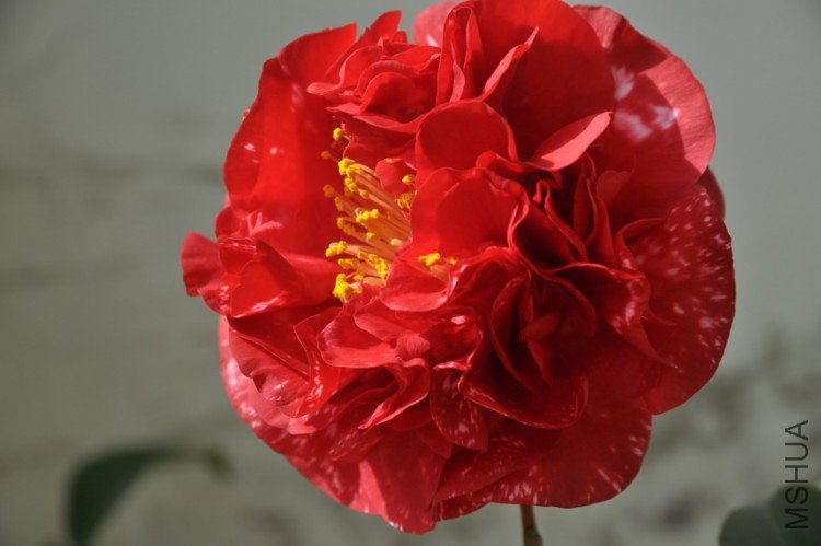 DSC_0397_resize.JPG