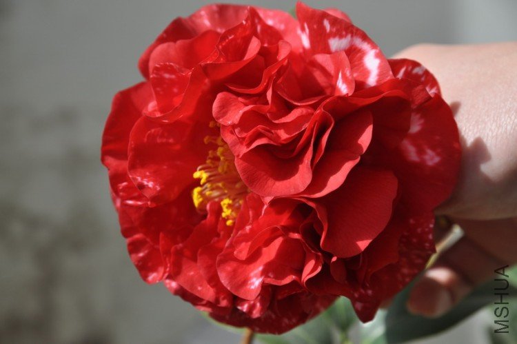 DSC_0376_resize.JPG