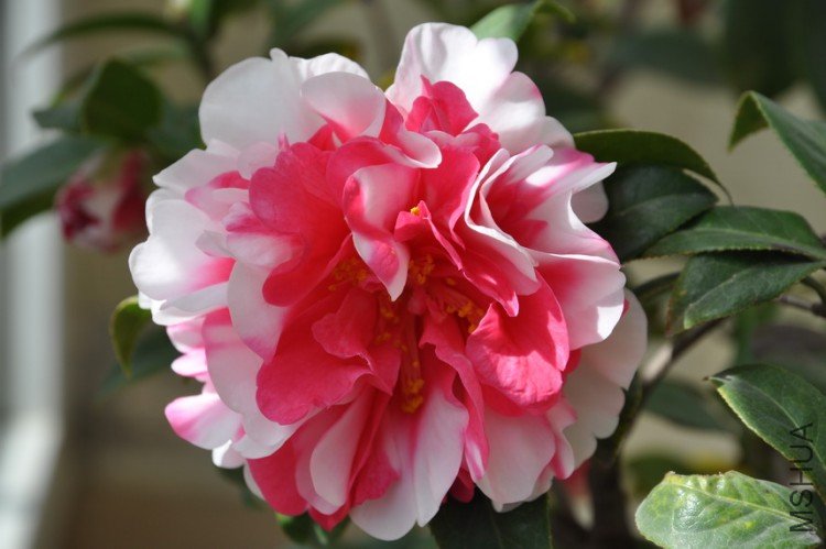 DSC_0388_resize.JPG