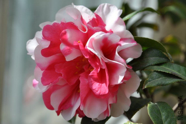 DSC_0389_resize.JPG