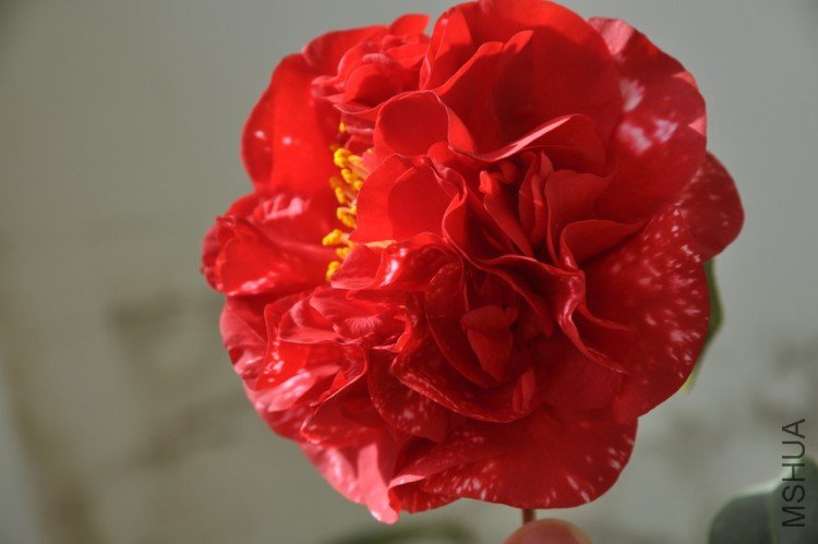 DSC_0396_resize.JPG
