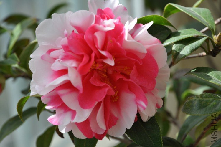 DSC_0394_resize.JPG