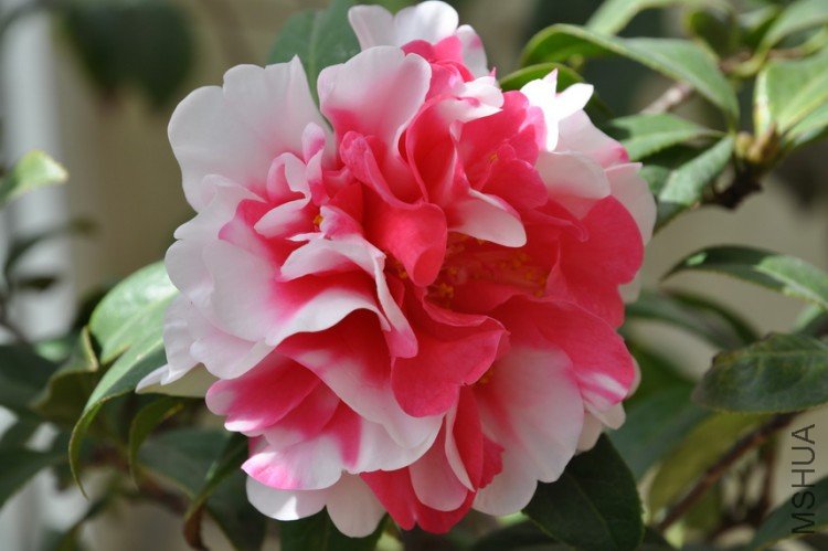 DSC_0393_resize.JPG