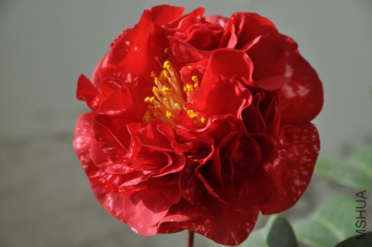 DSC_0395_resize.JPG