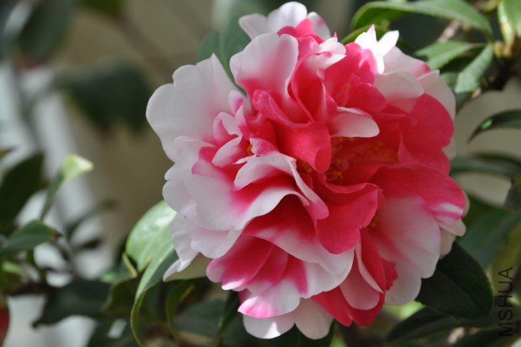 DSC_0392_resize.JPG