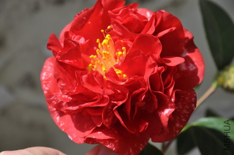 DSC_0403_resize.JPG
