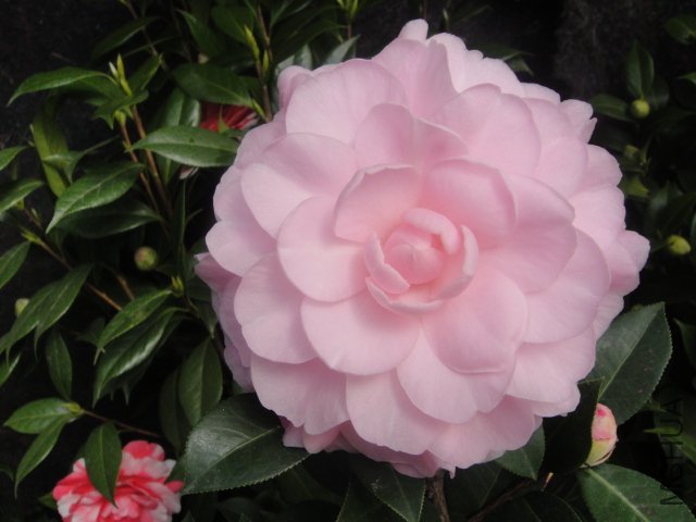 DSC01350.JPG