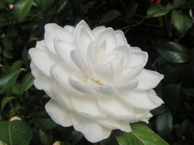 DSC01360.JPG