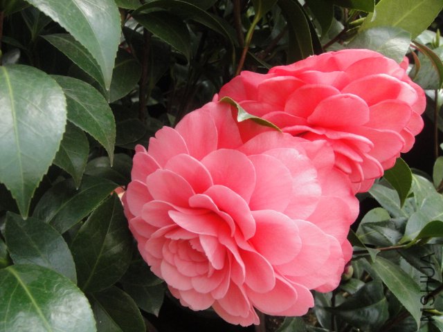 DSC01356.JPG