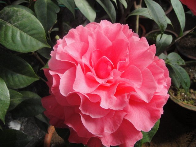 DSC01354.JPG