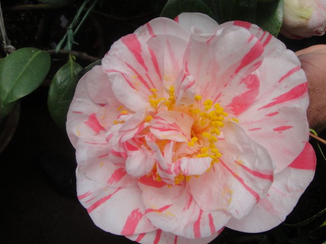 DSC01355.JPG