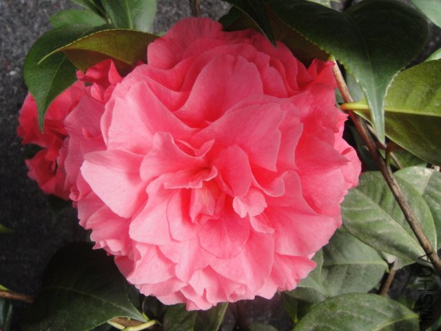 DSC01352.JPG