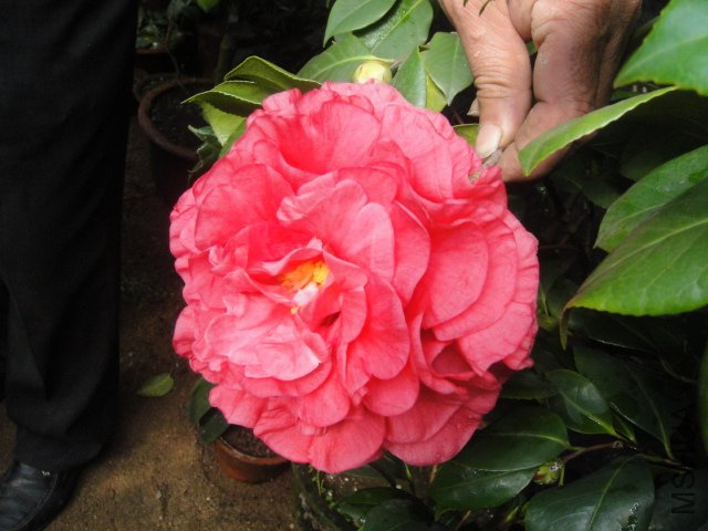 DSC01358.JPG