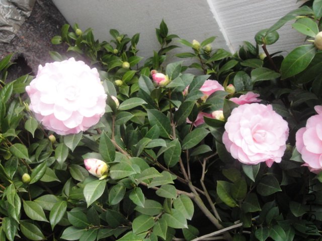DSC01351.JPG