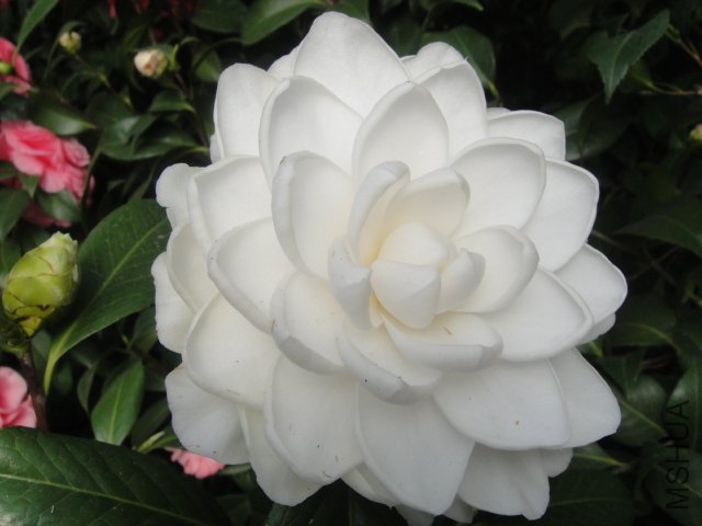 DSC01359.JPG