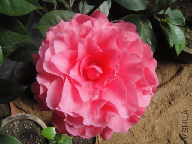 DSC01353.JPG