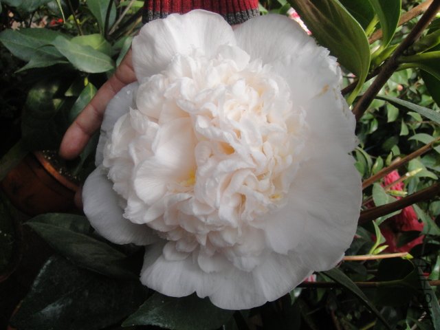 DSC01362.JPG