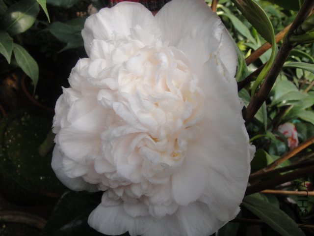 DSC01361.JPG