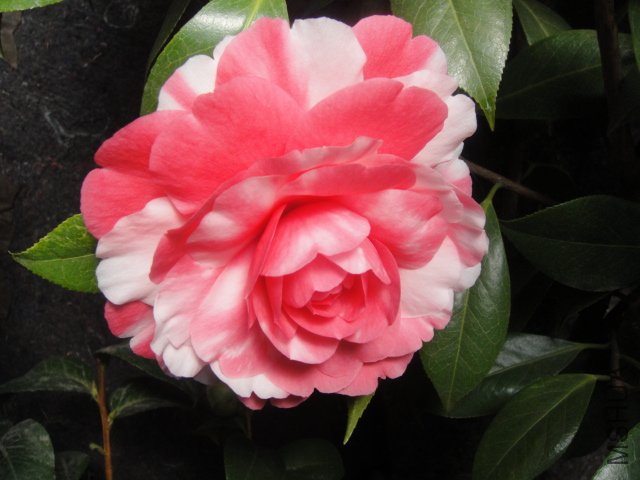 DSC01367.JPG