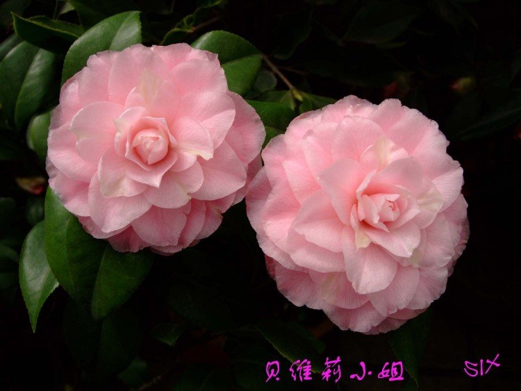 ��ά��С�� 10-3-21f (2).jpg